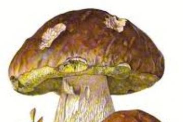 Attivit&#224; dell&#39;ispettorato micologico rivolta alla popolazione - Autunno 2025